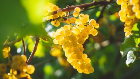 Grapes wallpaper