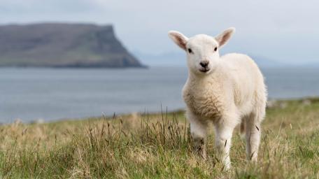 Sheep wallpaper