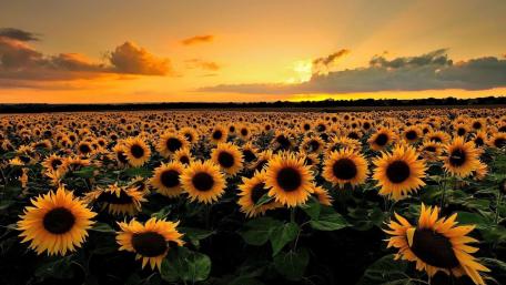 Sunflowers wallpaper