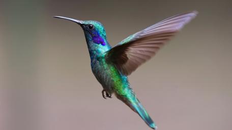 Vibrant Hummingbird in Flight wallpaper