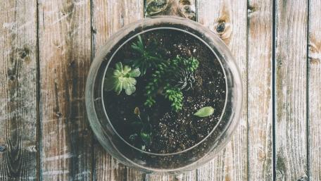 Lush Succulent Garden in Glass Terrarium wallpaper