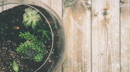 Lush Succulent Garden in Glass Terrarium wallpaper