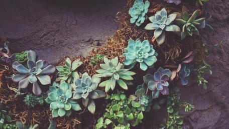 Succulent Garden Bliss in 4K Quality wallpaper