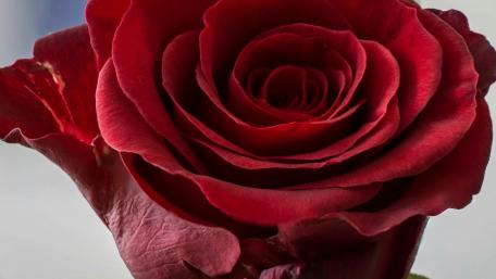 Elegant Red Rose in Bloom wallpaper