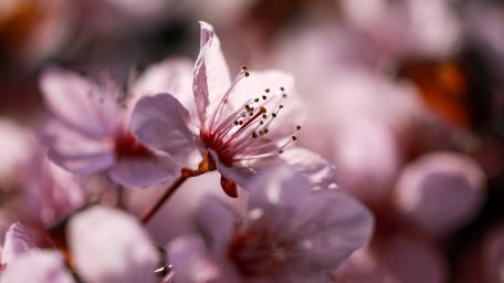 Plum blossom wallpaper