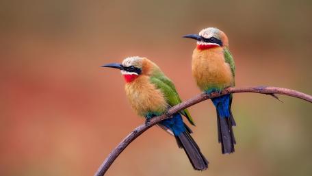 Colorful Birds Perched on a Twig wallpaper