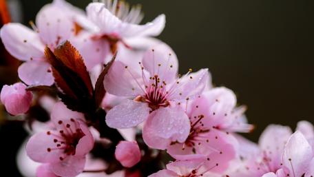 Plum blossom wallpaper
