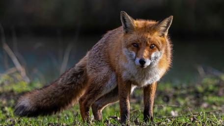 Red fox wallpaper