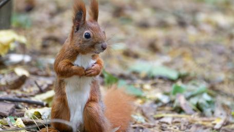 Squirrel wallpaper