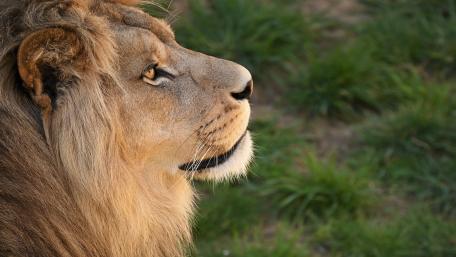 Majestic Lion in the Wild Habitat wallpaper