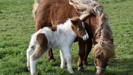 Horse wallpaper