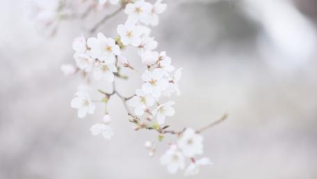 Delicate Cherry Blossoms in Soft Light wallpaper