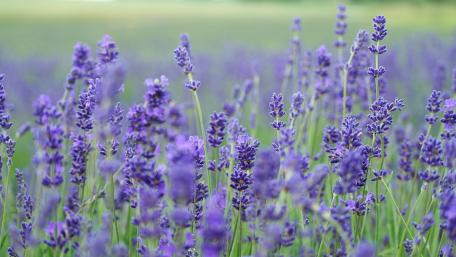 Dreamy Lavender Fields in Full Bloom wallpaper