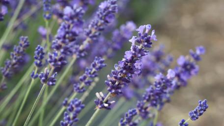 Serenity of Lavender Fields wallpaper