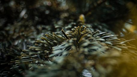 Pinetree wallpaper