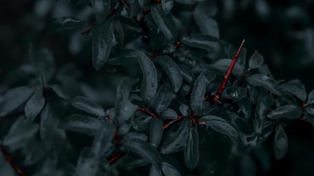 Leaf wallpaper