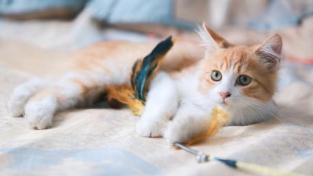 Ginger cat wallpaper
