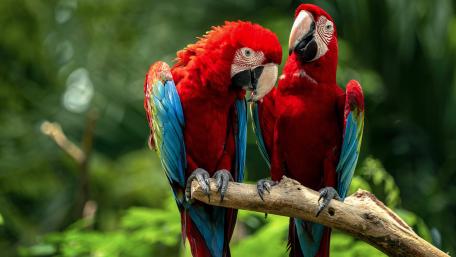 Macaw Lovebirds in Tropical Paradise wallpaper