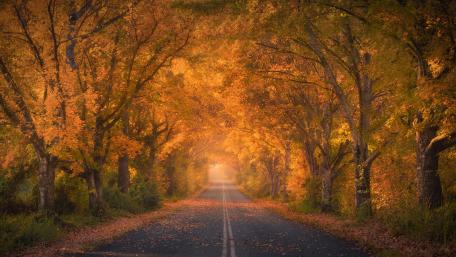 Golden Autumn Roadway wallpaper