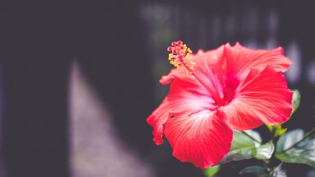 Vibrant Hibiscus Bloom in Stunning Detail wallpaper