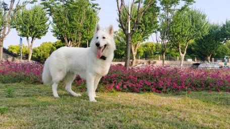 Graceful White Dog Among Blossoming Flowers in Park wallpaper