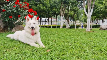 Majestic White Dog in a Lush Garden Scene wallpaper