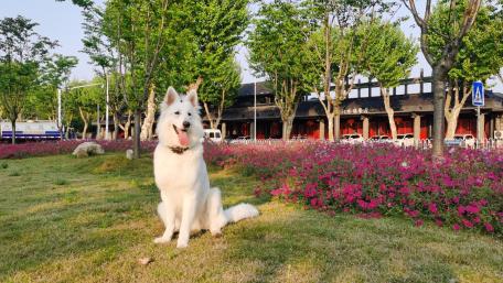 Majestic White Dog in Vibrant Garden Scene wallpaper