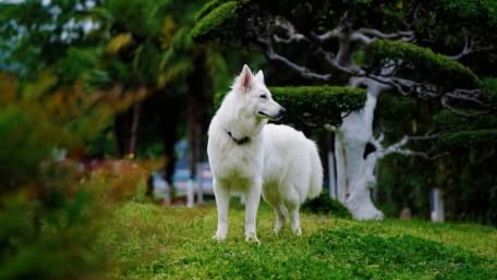 Majestic White Dog in a Lush Landscape wallpaper