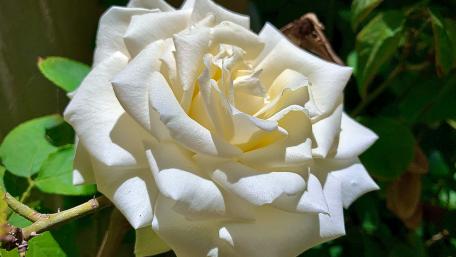 White rose wallpaper