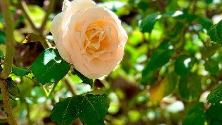 Rose wallpaper