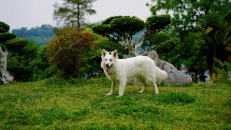 Majestic White Dog in Nature's Embrace wallpaper