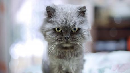 Cat wallpaper