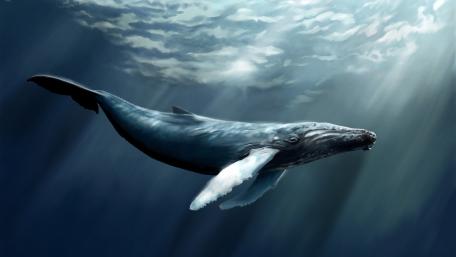 Whale's Graceful Underwater Dance wallpaper