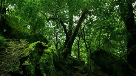 Lush Green Forest Serenity wallpaper