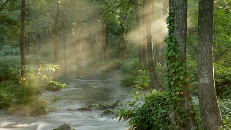 Kerala forest wallpaper