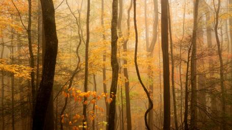 Autumn Serenity in the Misty Woods wallpaper