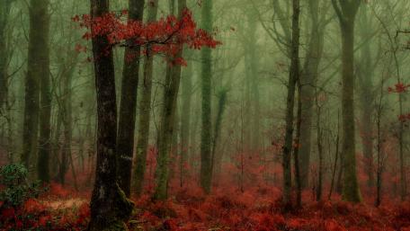 Enchanting Autumn Forest Embraced by Misty Atmosphere wallpaper