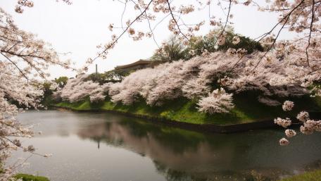 Serene Cherry Blossom Reflection in Japan wallpaper