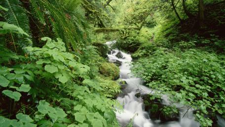 Tranquil Serenity of a Tropical Creek wallpaper
