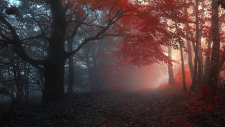 Enchanting Autumn Forest Pathway wallpaper