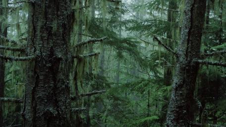 Mystical Depths of the Rainforest wallpaper
