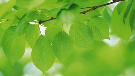 Vibrant Green Leaves in Nature Light wallpaper
