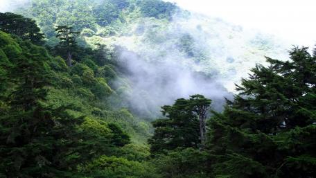 Misty Enchantment of the Rainforest wallpaper