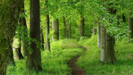 Serene Path Through Green Forest wallpaper