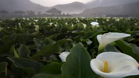 Calla lily flower fiels wallpaper