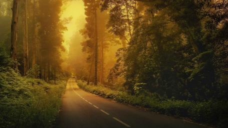 Golden Forest Roadway Serenity Awaits wallpaper