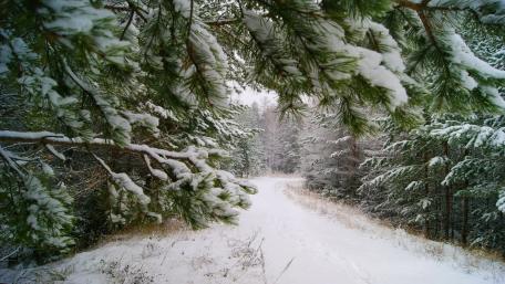 Snowy Serenity in a Winter Forest wallpaper