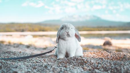 Bunny Bliss in Serene Landscape wallpaper