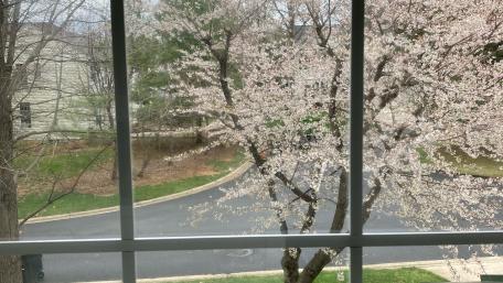 Cherry Blossoms wallpaper