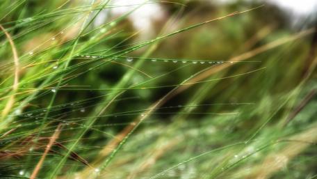 Fresh Morning Dew on Grass Blades wallpaper
